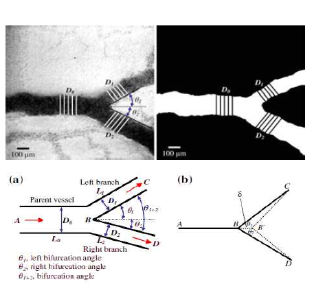 Typical images of bifurcated aterial vessels of chicken embryo and analysis of morphological parameters.