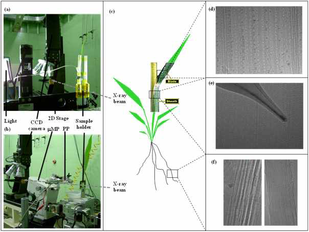 Experimental setup for synchrotron X-ray imaging and X-ray images of leaf and root organs.