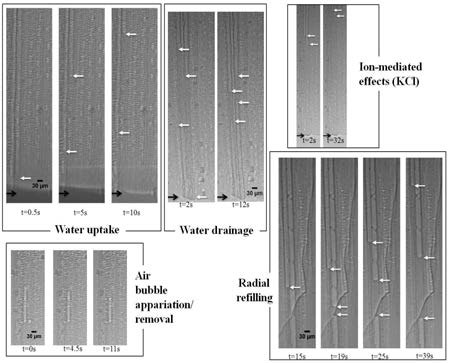 Formation and removal of air bubbles in xylem vessels.