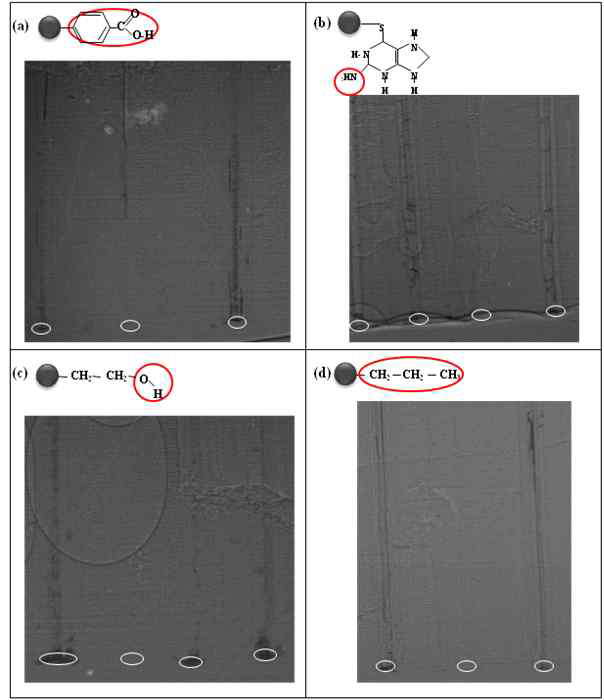 Typical X-ray images of the cut end after 3 hr of AuNP uptake in xylem conduits.