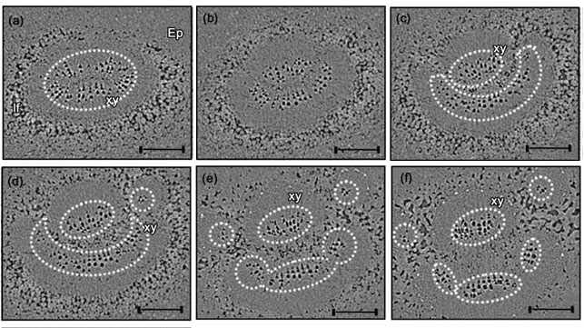 Cross-sectional images of the pulvinus from the main stem to petiole side. a~f : X-ray images showing the changes in vascular bundle system.