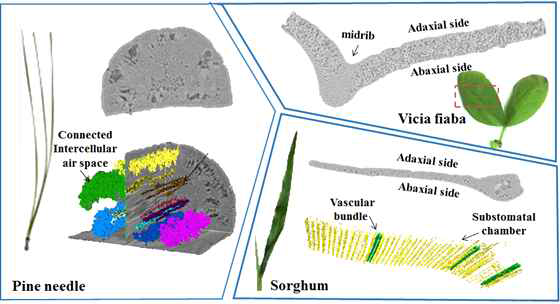 3D inner morphological structure of plant leaves visualized by synchrotron X-ray CT.