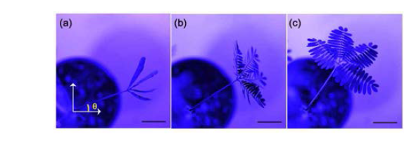 M. pudica rotates its pulvinus and opens its leaves in response to 430 nm LED light. Scale bar, 20 mm.