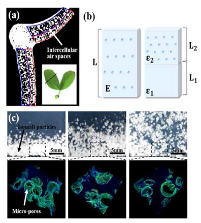 (a) Cross-sectional image of a plant leaf. (b) Sketch of a double-layered porous structure. (c) Optical and tomographic images of the fabricated double-layered porous agarose gel.