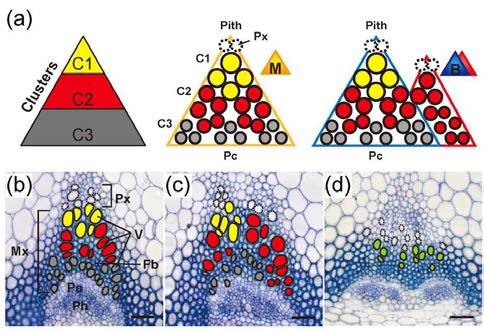 Classification of vascular bundles (VBs) based on structural characteristics, and clustering of vessels in a VB.