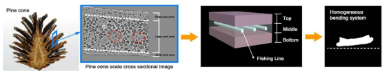 Homogeneous bending system inspired by pine cone scale