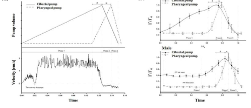 (a) Typical flow velocity inside the food canal of a female mosquito and the corresponding volume variation of the two pumping organs and (b) typical cyclic volume variations of the two pumps of a female mosquito and a male mosquito.