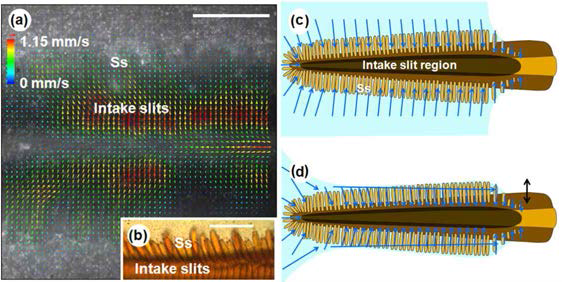 (a) Flow velocity field at the tip region of the proboscis sucking water from the wet cover slip. (b) Magnified view of Sensilla styloconica (Ss). (c-d) Models established for the uptake process of liquid from wet surfaces by a brush-tipped proboscis.