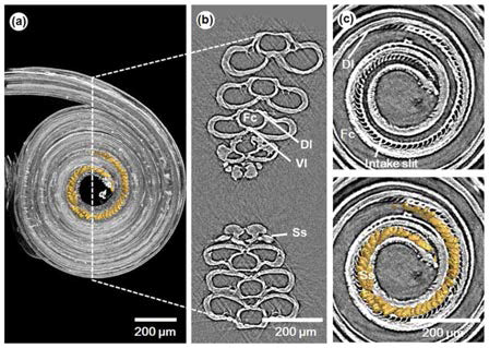 Morphological structure of the proboscis of an Asian comma (Polygonia c-aureum) (a) Coiled proboscis with sensilla styloconica (yellow) (b) Image of the cross-section that passes through the center of the coiled proboscis. (c) Sagittal images of the area near the tip.