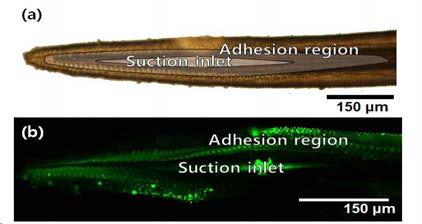 Tip region of a butterfly proboscis consisting of two parts: suction inlet and adhesion region.