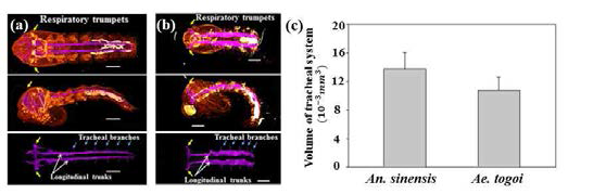 Structures of tracheal systems of (a) Ae. sinensis and (b) Ae. togoi. (c) Comparison of volumes of tracheal systems of two mosquito species.