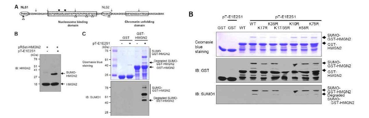 HMGN2에서의 SUMOylation (대장균 발현시스템) A. HMGN2의 SUMOylatin sites B.