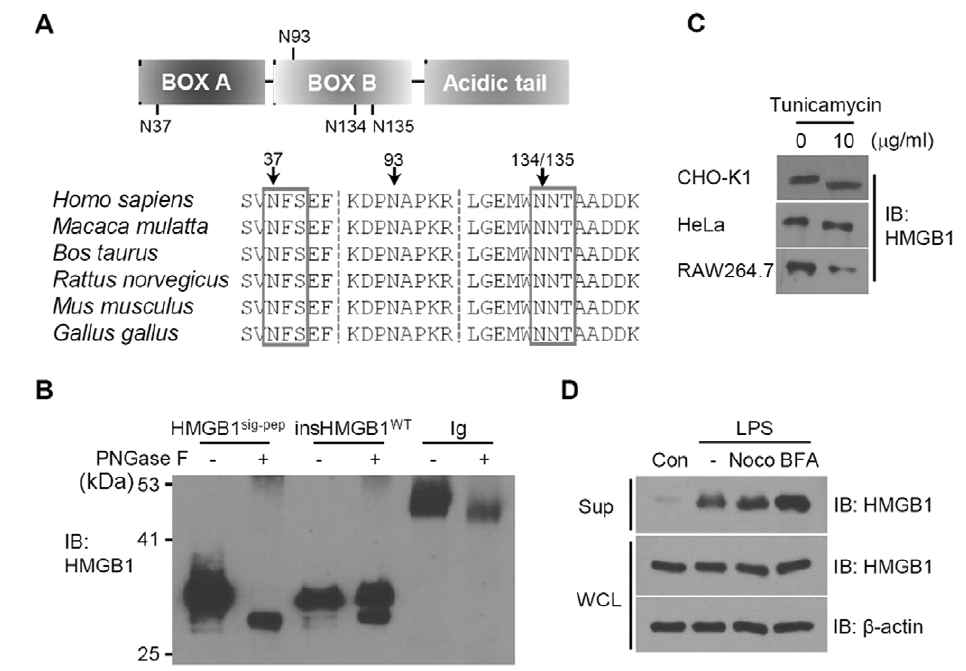 HMGB1 N-linked glycosylation. A. HMGB1 아미노산서열내 아스파라진 잔기위치. B. PNGase F처리에 의한 HMGB1의 N-glycosylation 제거 C. CHO-K1, HeLa RAW264.7 세포주에서 HMGB1의 N-glycosylation 발현저해(웨스턴블럿) D. RAW264.7 세포에서 HMGB1의 세포질외 분비 관찰