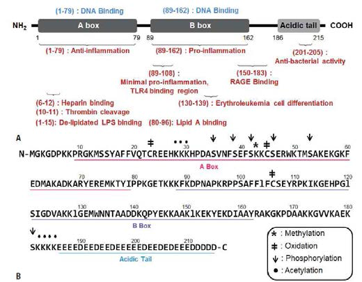 HMGB1 구조 A. 215 아미노산 잔기를 가진 HMGB1 A box (1-79) B box (89-162) acidic C-tail (186-215) B. HMGB1의 post-translational modification 부위