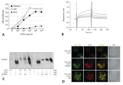 HMGB1-LTA 결합 및 TLR매개 신호전달 기전 A. HMGB1-LBP 결합 (ELISA) B. HMGB1-LTA 결합 (BIAcore) C. HMGB1-LTA 결합체의 PAGE겔 이동성 검사 D. LTA와 TLR2의 colocalizatin (Confocal image)