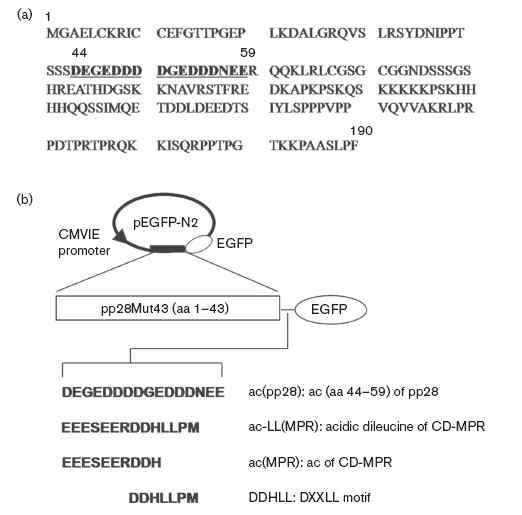 pp28 키메라 단백질 생산