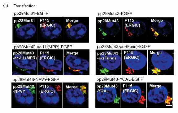 재조합 pp28 키메라 단백질의 세포내 위치화