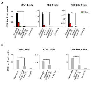 제조한 GM-CSF로 장기배양한 골수 유래 면역세포에 의한 T세포 반응 실험 (MLR).