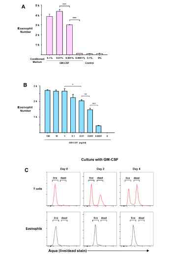 GM-CSF 배양 비장세포에서 eosinophils의 생존