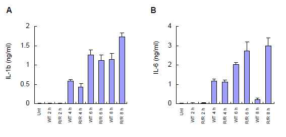정상 및 lasR/rhlR 변이 균주 감염에 의한 inflammatory cytokine 생성