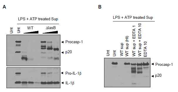 정상 녹농균 분비인자에 의한 caspase-1, IL-1b 분해