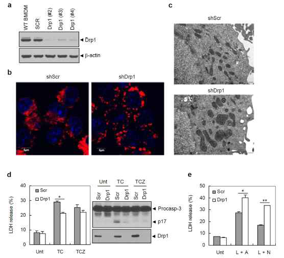 Drp1 발현 억제세포의 미토콘드리아 elongation