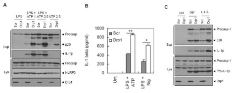 Drp1 발현 억제에 의한 NLRP3 inflammasome 활성 감수성 증가