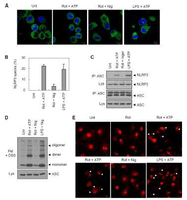 오직 하나의 ATP 자극에서도 Rotenone NLRP3 인플라마솜 어셈블리를 촉진함