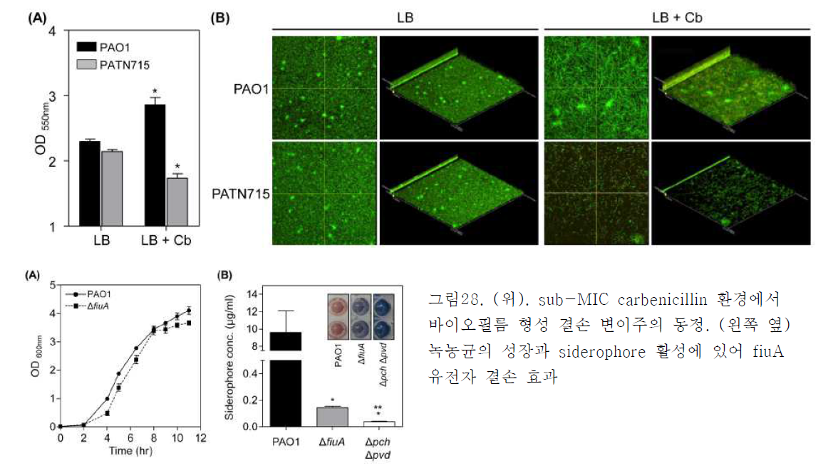 (위). sub-MIC carbenicillin 환경에서 바이오필름 형성 결손 변이주의 동정. (왼쪽 옆) 녹농균의 성장과 siderophore 활성에 있어 fiuA 유전자 결손 효과