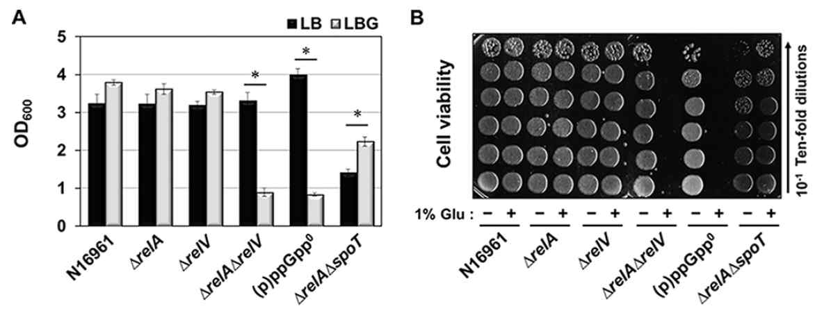 글루코오스 자극 배양환경에서 V. cholerae 균주의 성장과 생존에 있어서 (p)ppGpp 생산의 효과.