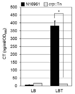 협기성 TMAO호흡환경에서 crp::Tn mutant에서 감소된 콜레라독소 생산