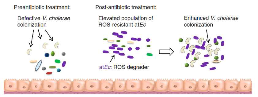 항생제 투여레 의한 비전형적인 대장균(atEc) 증식과 비브리오 콜레라균(Vc) 감염에 대한 감수성에 미치는 효과