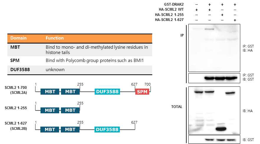 DRAK2 단백질과 SCML2 단백질의 SPM domain의 상호결합