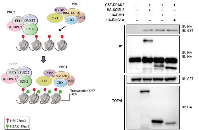 DRAK2 단백질과 BMI1 및 RING1A 단백질의 상호결합