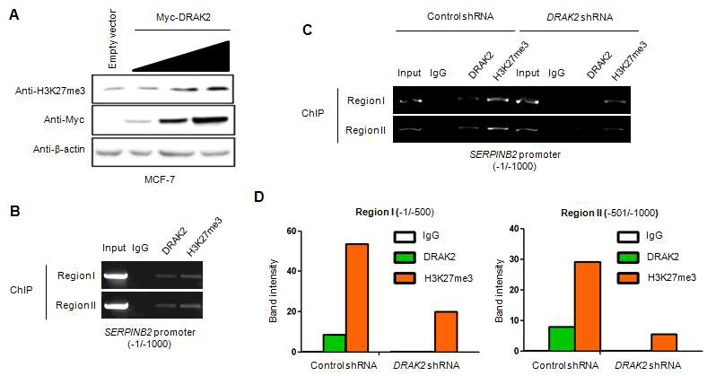 DRAK2 단백질의 SERPINB2 promoter의 크로마틴 결합을 통한 H3K27me3 조절 분석