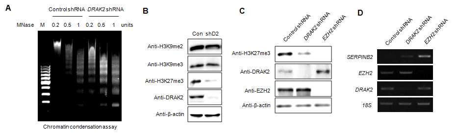 DRAK2 발현에 따른 크로마틴 변형과 히스톤 H3K27me3 조절 분석