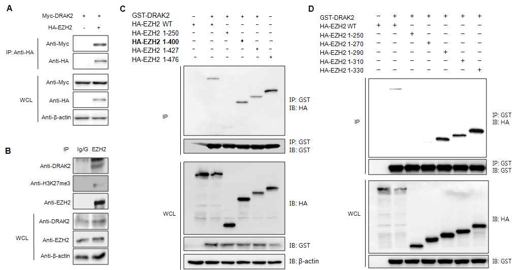 DRAK2와 EZH2 단백질간의 상호결합 분석
