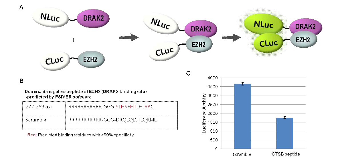 BiLC를 이용한 EZH2의 dominant-negative peptide에 의한 DRAK2와 EZH2 단백질간의 상호결합 억제 분석