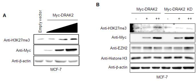 DRAK2 단백질의 활성에 의한 히스톤 H3K27me3 변화 분석