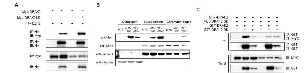 DRAK2 kinase 활성에 따른 EZH2간의 상호 결합과 EZH2의 크로마틴 이동 분석