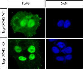 면역형광염색을 이용한 DRAK2 kinase 활성에 따른 DRAK2 단백질의 세포내 위치 분석