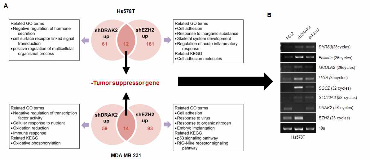 RNA sequencing에 의한 DRAK2 및 EZH2에 의해 조절되는 종양형성 억제 유전자 발현 분석