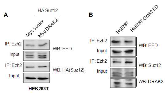 DRAK2 단백질 발현에 따른 PRC2 complex 형성 분석