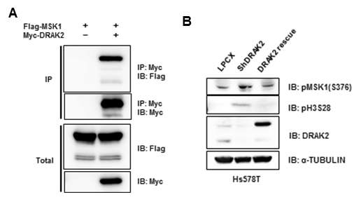 DRAK2 단백질에 의해 조절되는 MSK1 단백질 및 히스톤 H3S28의 인산화 분석