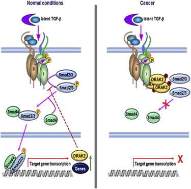 DRAK2 단백질에 의한 TGF-beta 신호전달계의 억제 기전