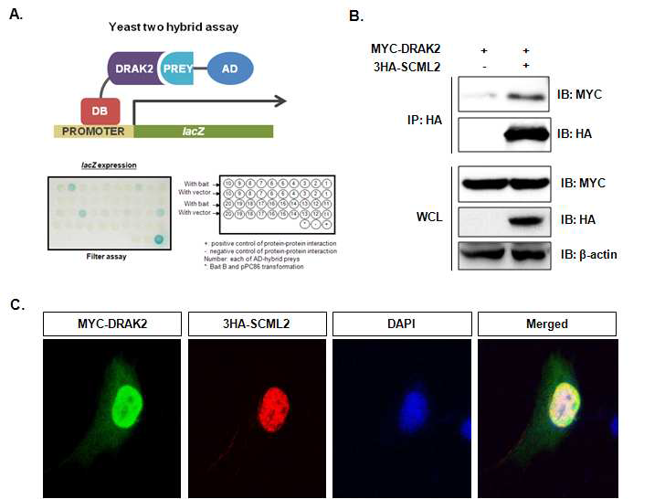 DRAK2 단백질과 SCML2 단백질의 상호결합 확인