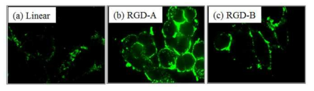 RGD 형태의 따른 나노전달체의 세포(HeLa Cell) 부착 거동, (a) Linear RGD, (b) RGD-A, (c) RGD-B
