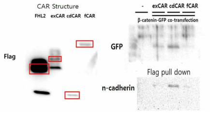 CAR 단백질이 발현된 293T 세포에서 exCAR, cdCAR가 beta-catenin과 상호작용을 하였으며 이를 beta-catenin에 결합되어 있는 GFP를 검출하여 확인하였음.