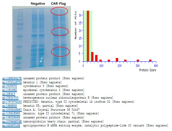 CAR 단백질이 발현된 293T 세포에서 단백질을 추출하여 Flag-agarose로 pull-down 하여 특정하게 변화된 단백질 밴드를 확인하였으며 LC-Mass를 통해 각각의 밴드에서 amino acid 서열을 확인하여 단백질을 검증하였음.