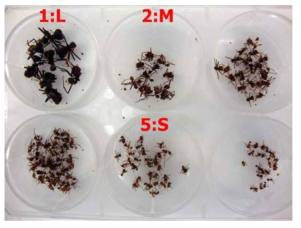 실제 샘플 획득에 사용된 여러 계급 개미의 사진